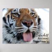 Poster Tashara3 (Devant)