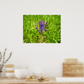 Poster Tassel-Hyacinth (Cuisine)