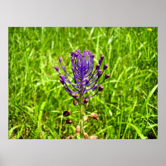 Poster Tassel-Hyacinth (Devant)