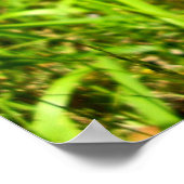 Poster Tassel-Hyacinth (Coin)