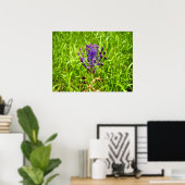 Poster Tassel-Hyacinth (Bureau à domicile)