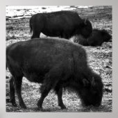 Poster Tatanka (Devant)