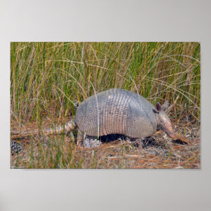 Poster Tatou, Bear Island Wildlife Area, S. Caroline