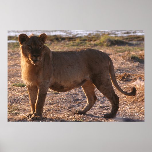 Poster Tau, Lion, Photo (Devant)