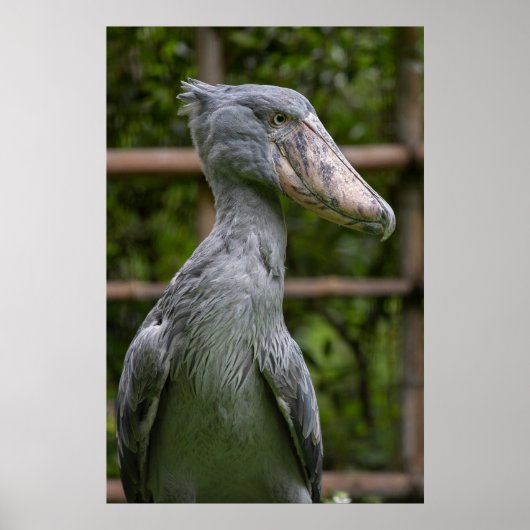 Poster Taupe (Balaeniceps rex) (Devant)