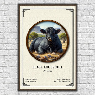 Poster Taureau Black Angus Série de zoologie