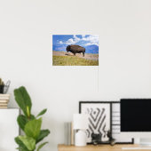 Poster Taureau de bison posant, vallée de Hayden, Yellows (Bureau à domicile)