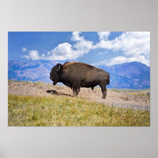 Poster Taureau de bison posant, vallée de Hayden, Yellows (Devant)