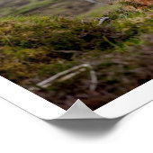 Poster Taureau de Highland dans l'herbe (Coin)