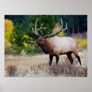 Poster Taureau & Trembles   Parc national de Rocky Mounta