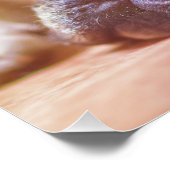 Poster tauromachie (Coin)