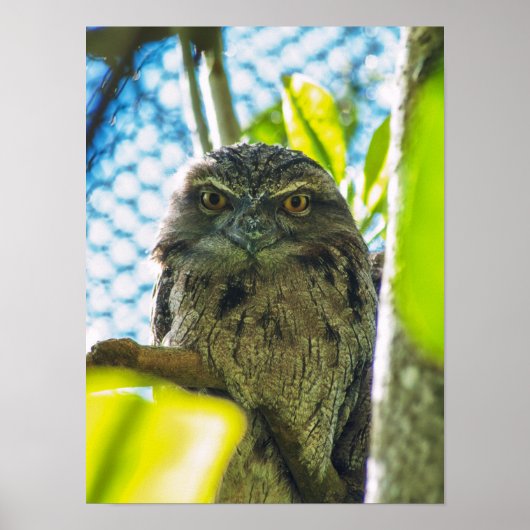 Poster Tawny n'est pas un hibou (Devant)