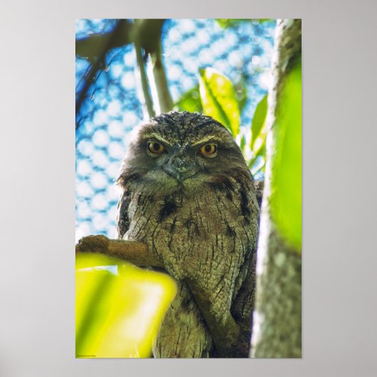 Poster Tawny n'est pas une chouette (Devant)