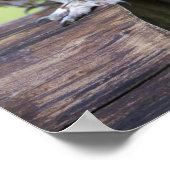 Poster Tawny Owl (Coin)