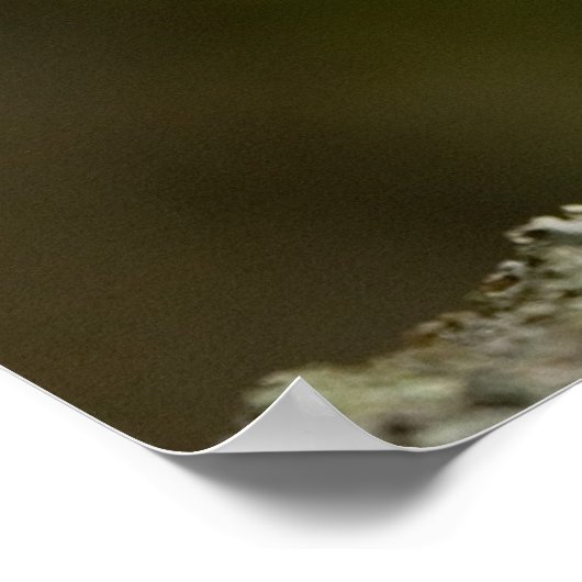 Poster Tawny Owl (Coin)