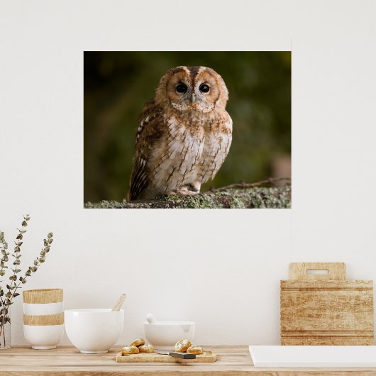 Poster Tawny Owl (Cuisine)