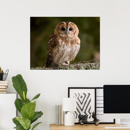 Poster Tawny Owl (Bureau à domicile)