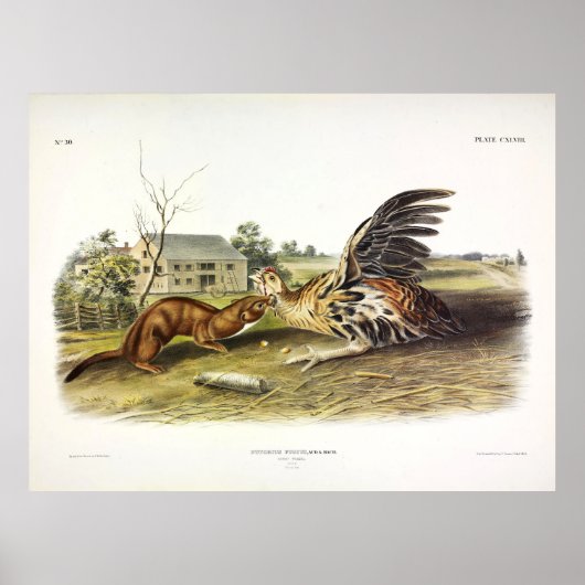 Poster Tawny Weasel (Weasel le moins) par Audubon (Devant)