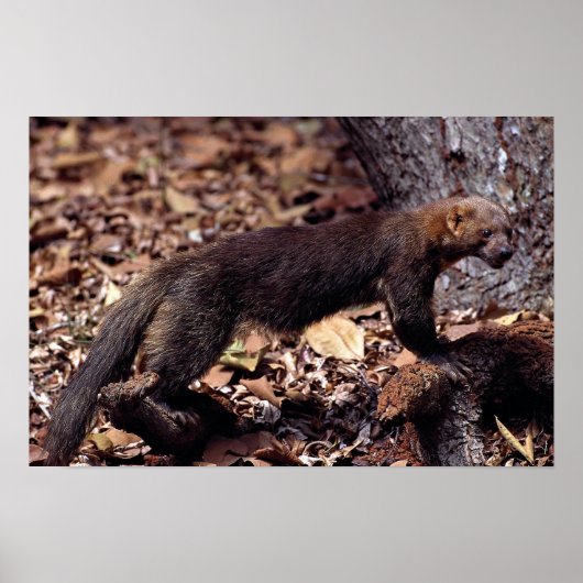 Poster Tayra (Eira barbata) (Devant)