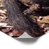 Poster Tayra (Eira barbata) (Coin)