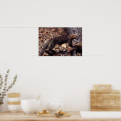 Poster Tayra (Eira barbata) (Cuisine)