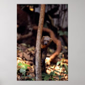 Poster Tayra (Eira barbata) (Devant)