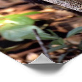 Poster Tayra (Eira barbata) (Coin)