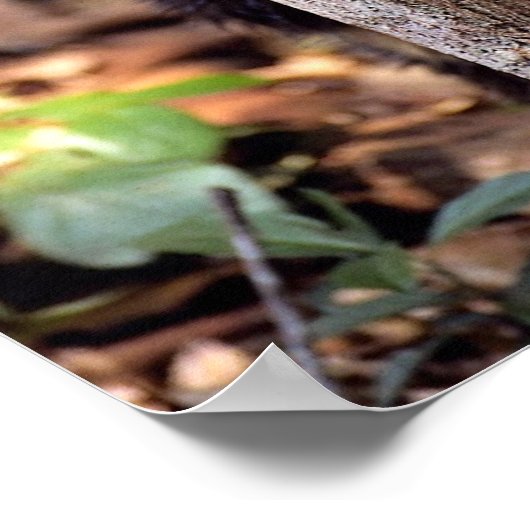 Poster Tayra (Eira barbata) (Coin)