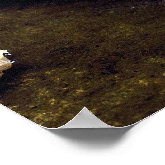 Poster Tayra (Eira barbata) (Coin)