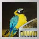 Poster Taz... (Devant)