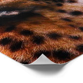 Poster TCWC - Paix sur Terre Cheetah (Coin)