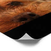 Poster Teacup Yorkshire Puppy (Coin)