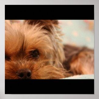 Poster Teacup Yorkshire Puppy