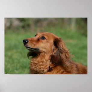 Poster Teckel miniature aux cheveux longs 2