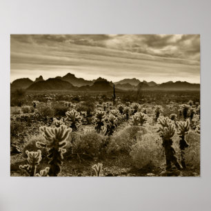 Poster Teddy Bear Cactus