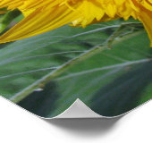 Poster Teddy Bear Sunflower (Coin)