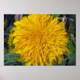 Poster Teddy Bear Sunflower