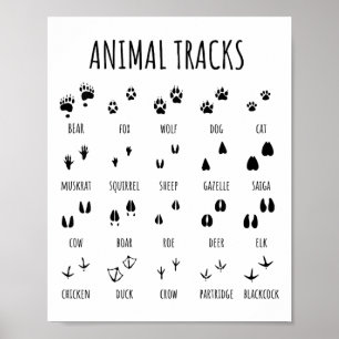 Poster Tee Nature Explorer Empreintes Animales Pour Campi