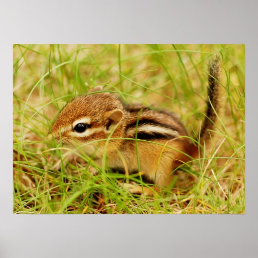 Poster Teeny Tiny Baby Chipmunk (Devant)