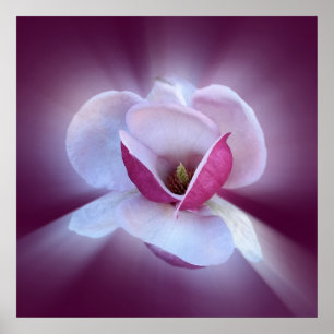 Poster teintes magnolia roses
