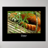 Poster Tello (Devant)