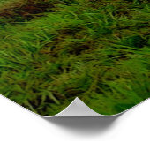 Poster Tempête de Clydesdale (Coin)