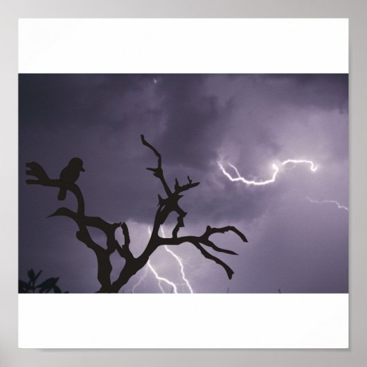 Poster Tempête de Kookaburra (Devant)