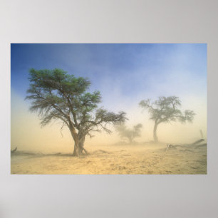 Poster Tempête De Sable Dans Le Désert Du Kalahari, Kgala