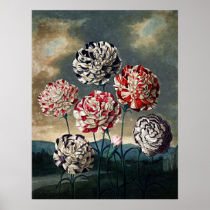 Poster Temple D'Art Botanique De Flora Carnations
