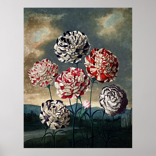 Poster Temple D'Art Botanique De Flora Carnations (Devant)