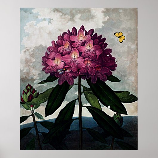 Poster Temple D'Art Botanique De Flora Rhododendron (Devant)