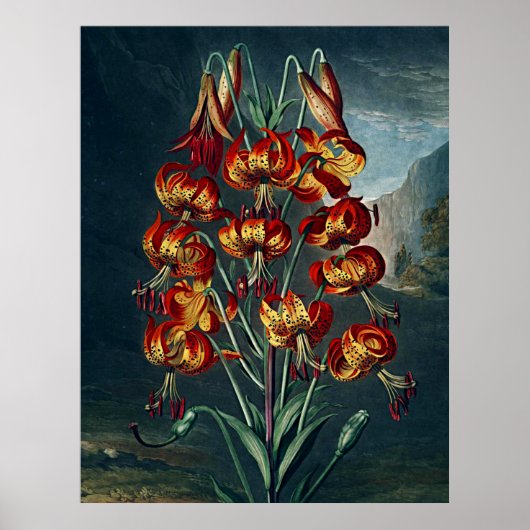 Poster Temple D'Art Botanique De Flora Superbe Lily (Devant)