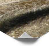 Poster Temps d'alimentation des écureuils (Coin)