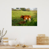 Poster Temps d'alimentation pour la vache de Guernesey (Cuisine)